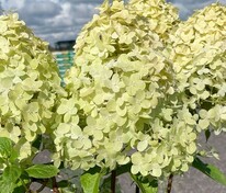 Гортензия метельчатая Панателла (Hydrangea paniculata 'Panatella')
