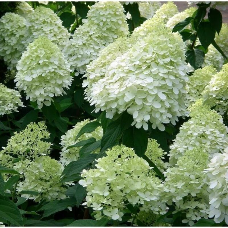 Гортензия метельчатая Панорама (Hydrangea paniculata 'Panorama')