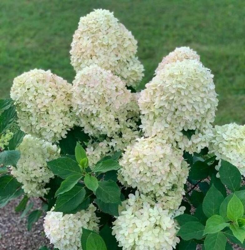 Гортензия метельчатая Панорама (Hydrangea paniculata 'Panorama')