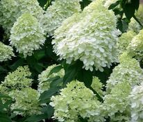 Гортензия метельчатая Панорама (Hydrangea paniculata 'Panorama')