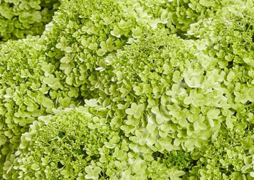 Гортензия метельчатая Пансана (Hydrangea paniculata 'Pansana')