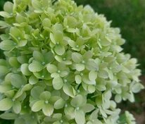 Гортензия метельчатая Пансана (Hydrangea paniculata 'Pansana')