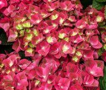Гортензия крупнолистная Саксон Грюнес Гевёльбе (Hydrangea macrophylla 'Saxon Grunes Gewolbe')