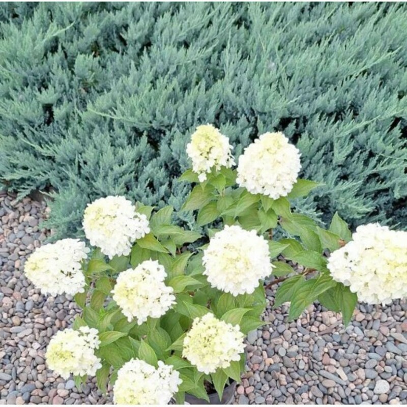 Гортензия метельчатая Пантонелла (Hydrangea paniculata 'Pantonella')