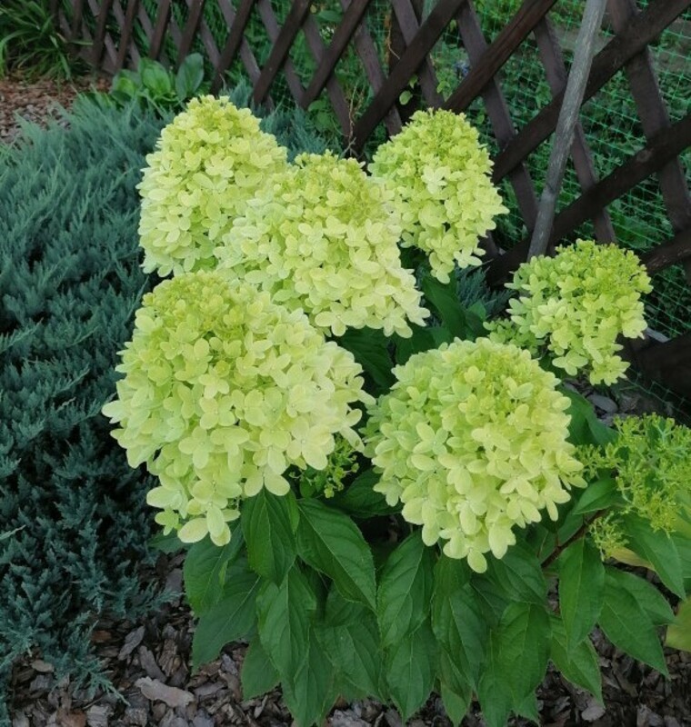 Гортензия метельчатая "Pantonella" (Пантонелла)