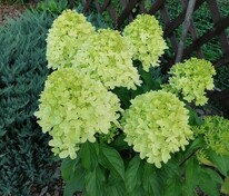 Гортензия метельчатая "Pantonella" (Пантонелла)