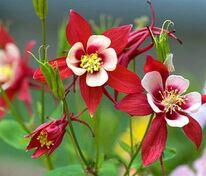 Аквилегия Кримсон Стар (Aquilegia 'Crimson Star')