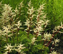 Волжанка кокорышелистная (Aruncus aethusifolius)