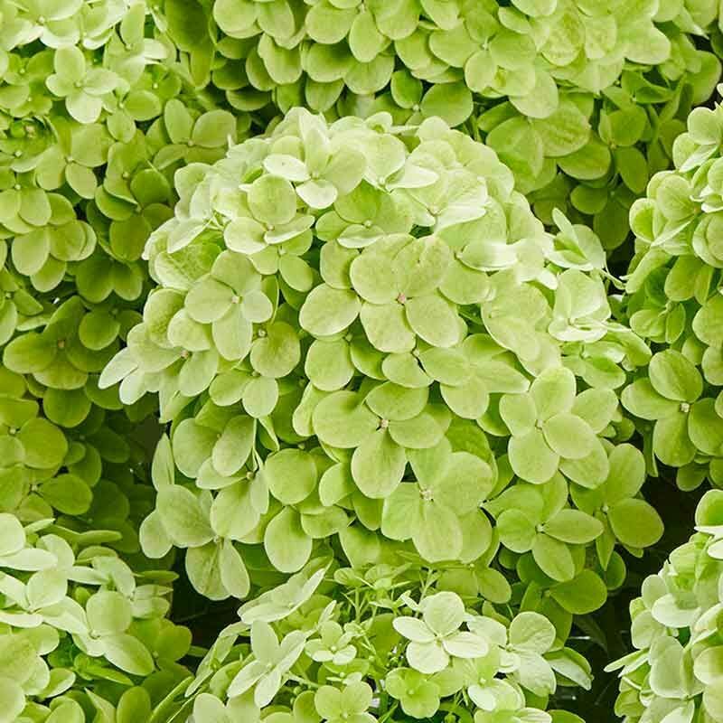 Гортензия метельчатая Панчетта (Hydrangea paniculata 'Pancetta')