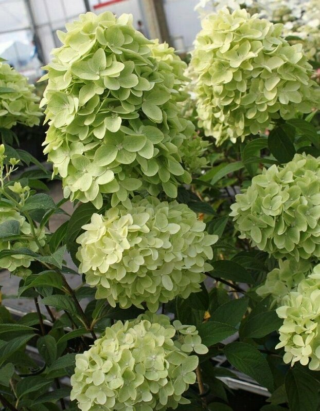 Гортензия метельчатая Панчетта (Hydrangea paniculata 'Pancetta')