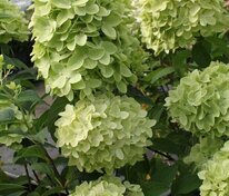 Гортензия метельчатая "Pancetta" (Панчетта)