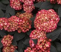 Гортензия крупнолистная Эклипс Фирст Эдишен (Hydrangea macrophylla 'Eclipse')