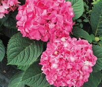 Гортензия крупнолистная Эндлесс Саммер Блумстар Пинк (Hydrangea macrophylla 'BloomStar')