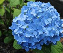 Гортензия крупнолистная "Endless Summer Original Blue" (Эндлесс Саммер Ориджинал Блю)