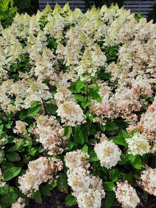Гортензия метельчатая Петит Лантерн (Hydrangea paniculata 'Petite Lantern')