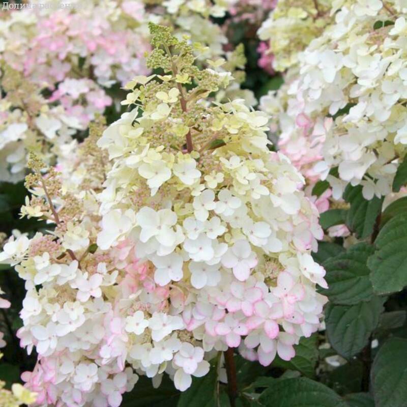 Гортензия метельчатая Петит Лантерн (Hydrangea paniculata 'Petite Lantern')