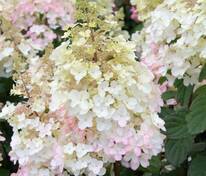 Гортензия метельчатая Петит Лантерн (Hydrangea paniculata 'Petite Lantern')