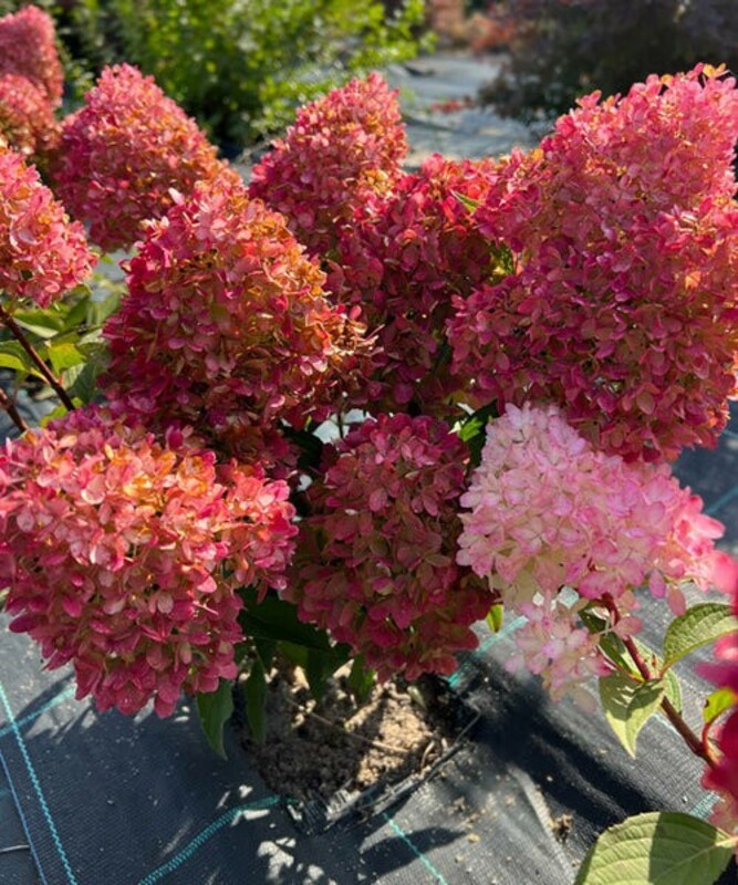 Гортензия метельчатая "Petite Flori" (Петит Флори)