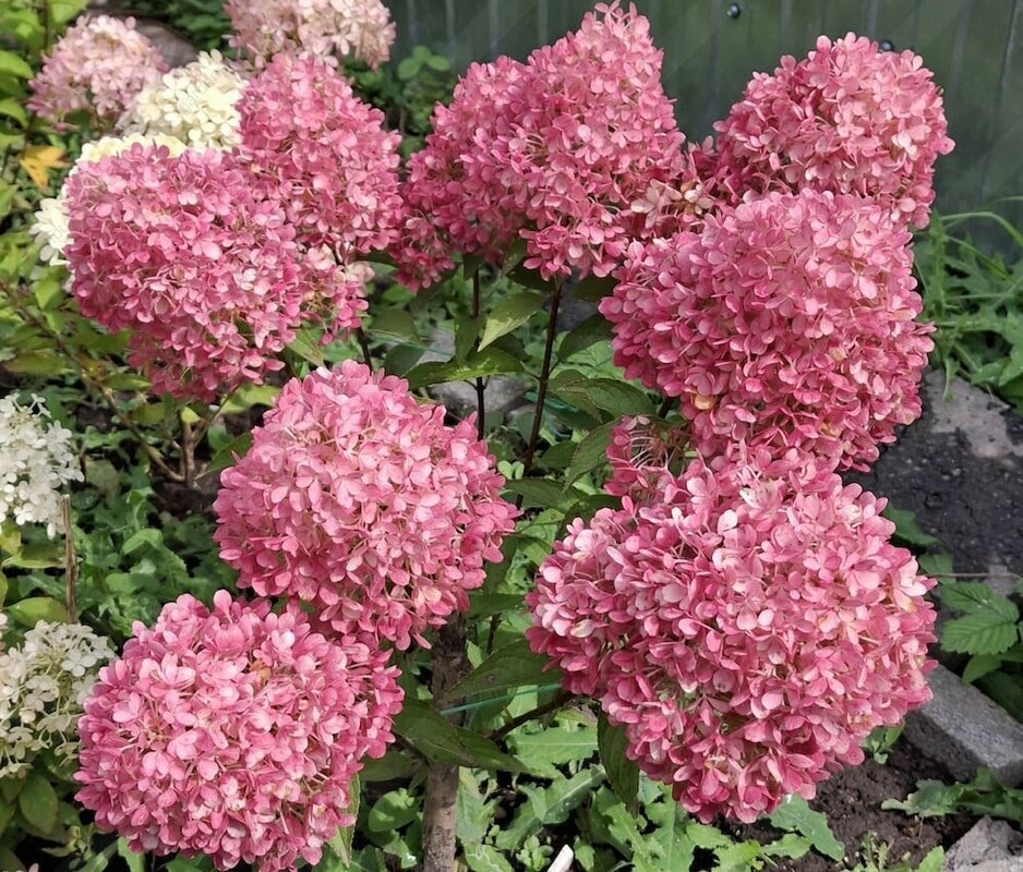 Гортензия метельчатая Петит Флори (Hydrangea paniculata 'Petite Flori')