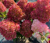 Гортензия метельчатая Петит Флори (Hydrangea paniculata 'Petite Flori')