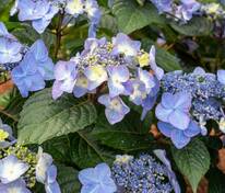 Гортензия крупнолистная Эндлесс Саммер Поп Стар (Hydrangea macrophylla 'Bailmacsix')