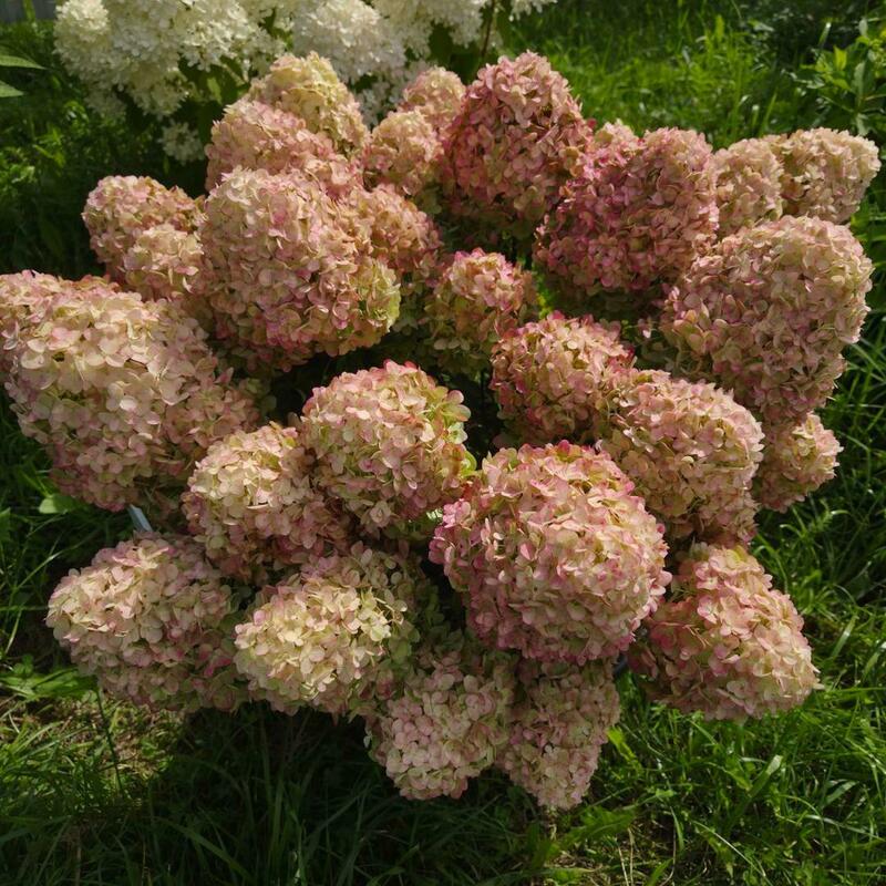 Гортензия метельчатая Петит Черри (Hydrangea paniculata 'Petite Cherry')