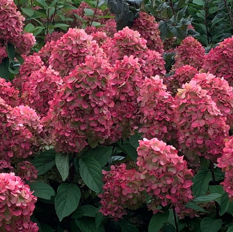 Гортензия метельчатая Петит Черри (Hydrangea paniculata 'Petite Cherry')