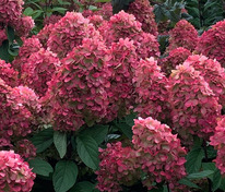 Гортензия метельчатая Петит Черри (Hydrangea paniculata 'Petite Cherry')