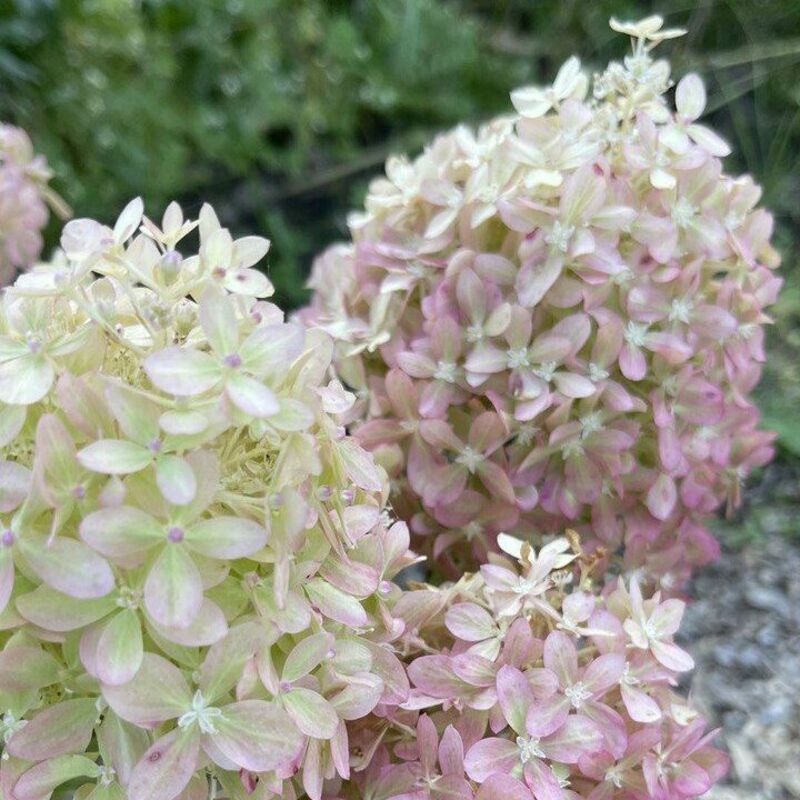 Гортензия метельчатая "Pixio" (Пиксио)