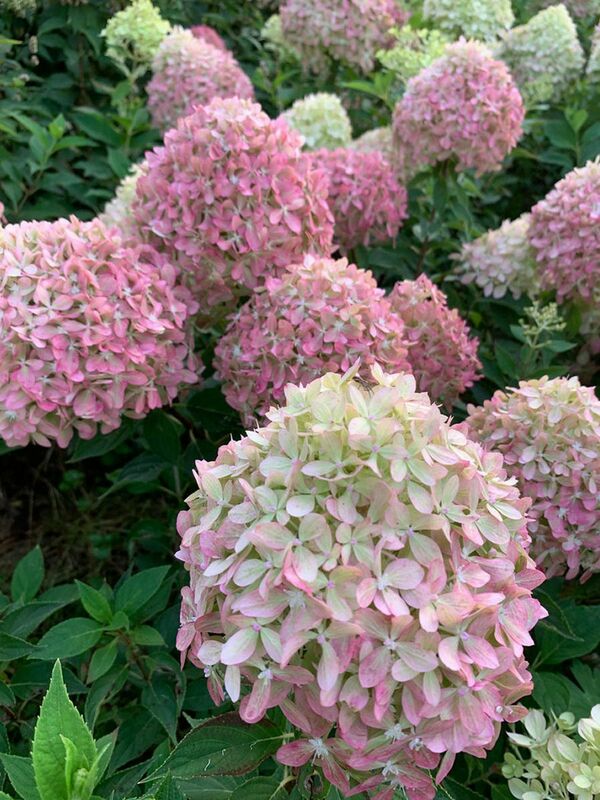 Гортензия метельчатая Пиксио (Hydrangea paniculata 'Pixio')
