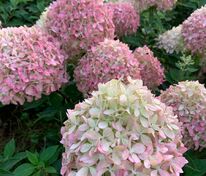 Гортензия метельчатая Пиксио (Hydrangea paniculata 'Pixio')