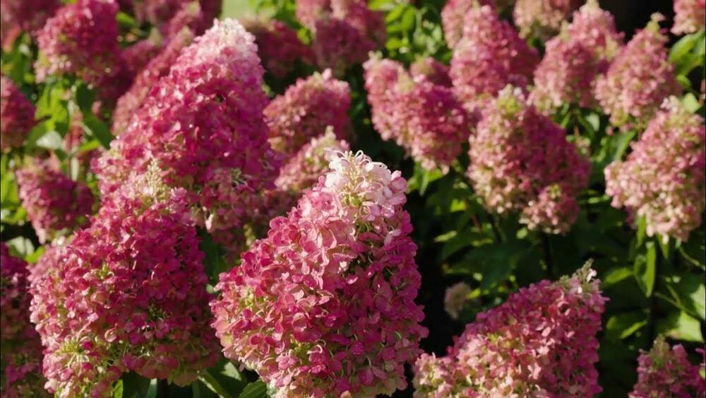 Гортензия метельчатая "Pinky Promise" (Пинк Промис)