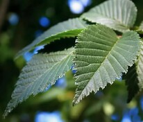 Вяз голландский Лобел (Ulmus x hollandica 'Lobel')