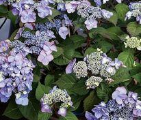 Гортензия крупнолистная Эндлесс Саммер Твист Шот Блю (Hydrangea macrophylla 'Twist-n-Shout')