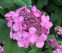 Гортензия крупнолистная Эндлесс Саммер Твист Шот Пинк (Hydrangea macrophylla 'Twist-n-Shout')