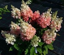 Гортензия метельчатая Бэби Лейс (Hydrangea paniculata 'Baby Lace')