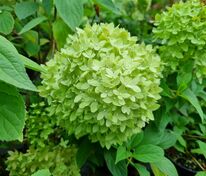 Гортензия метельчатая Би Грин (Hydrangea paniculata 'Bee Green')