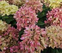 Гортензия метельчатая Би Хеппи (Hydrangea paniculata 'Bee Happy')