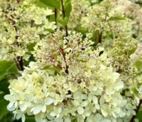 Гортензия метельчатая XS-лайт (Hydrangea paniculata 'XS-Light')