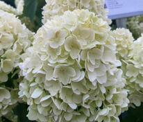 Гортензия метельчатая Брайтлайт (Hydrangea paniculata 'Brightlight')