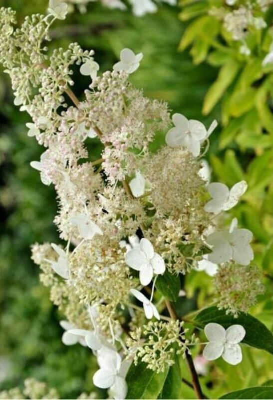 Гортензия метельчатая Тардива (Hydrangea paniculata 'Tardiva')