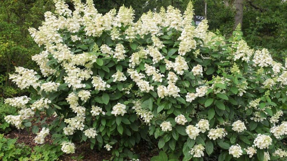 Гортензия метельчатая Тардива (Hydrangea paniculata 'Tardiva')