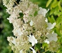 Гортензия метельчатая Тардива (Hydrangea paniculata 'Tardiva')