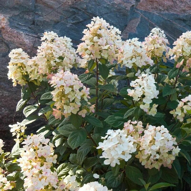 Гортензия метельчатая Тиклед Пинк (Hydrangea paniculata 'Tickled Pink')