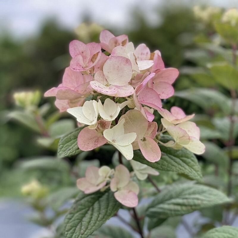 Гортензия метельчатая Тиклед Пинк (Hydrangea paniculata 'Tickled Pink')