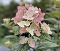 Гортензия метельчатая Тиклед Пинк (Hydrangea paniculata 'Tickled Pink')