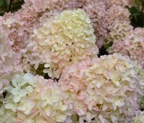 Гортензия метельчатая Гарденлайт Вайтлайт (Hydrangea paniculata 'Whitelight')