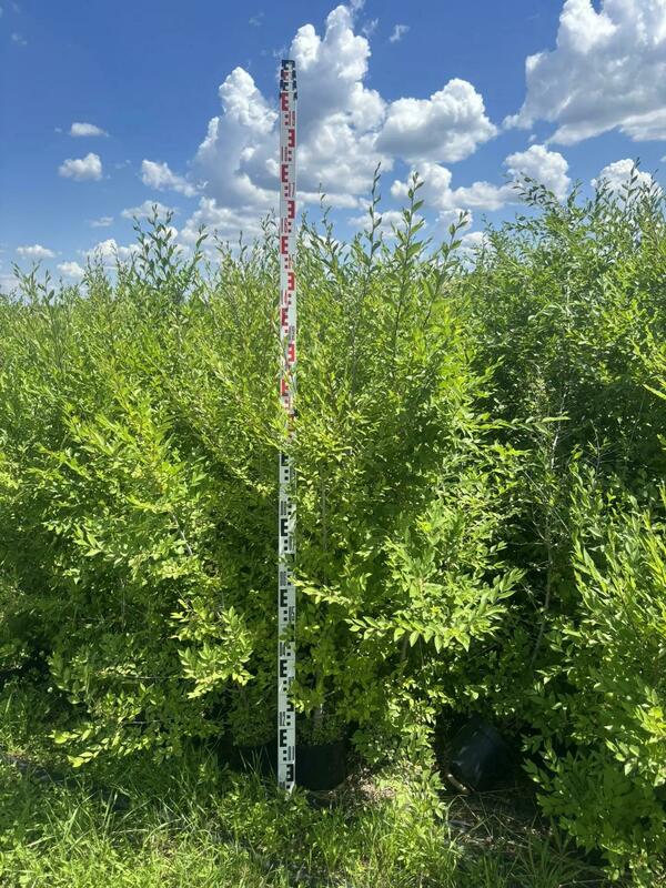 Вяз мелколистный (Ulmus parvifolia)