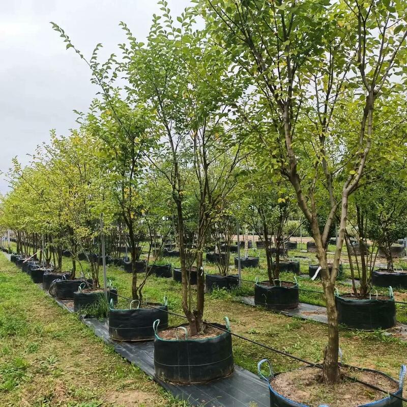 Вяз мелколистный (Ulmus parvifolia)