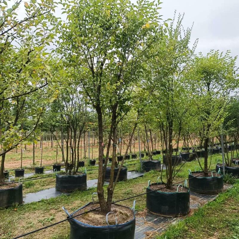 Вяз мелколистный (Ulmus parvifolia)